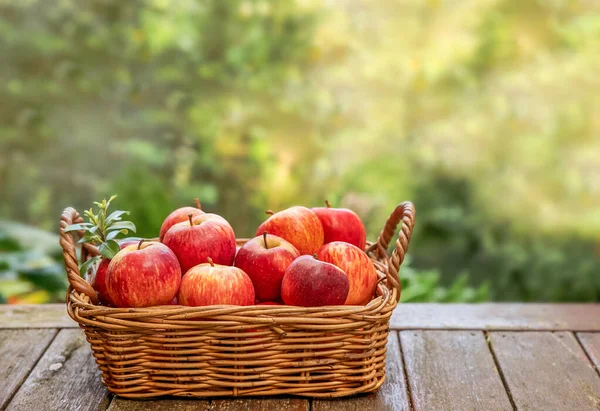 Red and yellow fresh apples on natural background outdoors, healthy eating, autumn harvest, farming — Stock Photo, Image