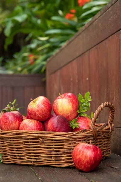 Red and yellow fresh apples on natural background outdoors, healthy eating, autumn harvest, farming — Stock Photo, Image