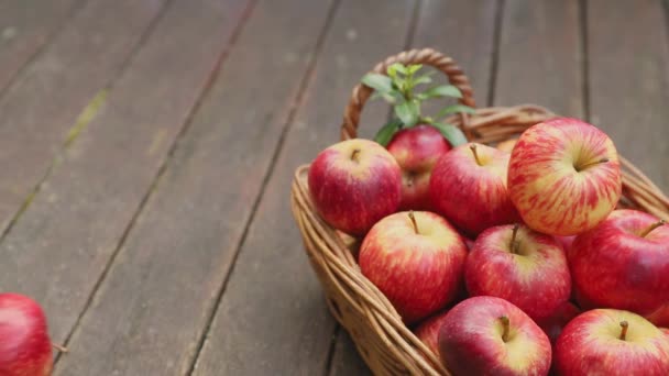 Красные и желтые свежие яблоки на естественном фоне на открытом воздухе, здоровое питание, осенний урожай, сельское хозяйство — стоковое видео