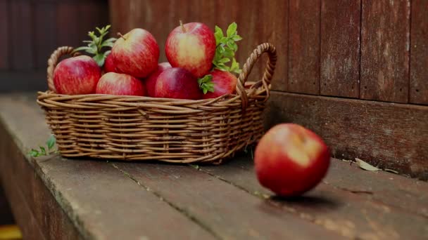 Red and yellow fresh apples on natural background outdoors, healthy eating, autumn harvest, farming — Stock Video