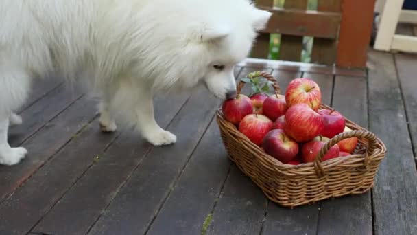 Милая белая собака захвата яблоко из корзины красных и желтых свежих яблок на естественном фоне на открытом воздухе, здоровое питание, осенний урожай, сельское хозяйство — стоковое видео