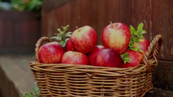 Pommes fraîches rouges et jaunes sur fond naturel à l'extérieur, alimentation saine, récolte d'automne, agriculture — Video
