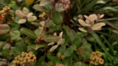 Yeni Zelanda 'da çiçek açan Pohutukawa ağacı, Auckland' da bahar ve yaz ağacı