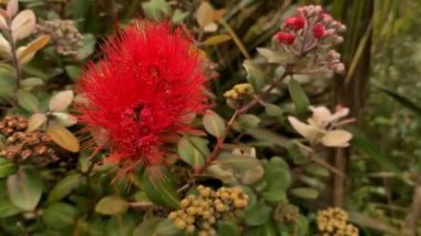 Yeni Zelanda 'da çiçek açan Pohutukawa ağacı, Auckland' da bahar ve yaz ağacı
