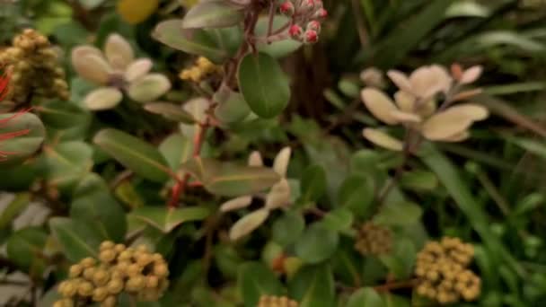 Pohutukawa-Baum in Blüte, neuseeländischer Weihnachtsbaum, Frühlings- und Sommerbaum in Auckland — Stockvideo