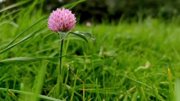 Flores silvestres sobre fondo verde, concepto de primavera y medio ambiente natural, hora de verano, ecosistema — Vídeo de stock