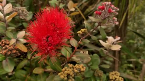 Pohutukawa-Baum in Blüte, neuseeländischer Weihnachtsbaum, Frühlings- und Sommerbaum in Auckland — Stockvideo
