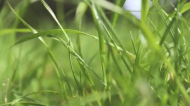 Taze yeşil çimenlerin büyümesi, doğa konsepti, eko sistemi, çevre dostu