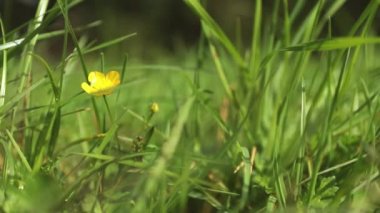 Sarı bahar çiçekleri beyaz ahşap arka plan üzerine bir kitap, okuma konsepti, keyifli sabah havası