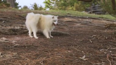 Doğal arka planda beyaz köpeğin açık hava portresi. Yürüyüşe çıkmış sağlıklı Japon köpek yavrusu.