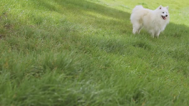 Portrait extérieur de chien blanc sur fond naturel, heureux chiot spitz japonais en bonne santé sur une promenade — Video
