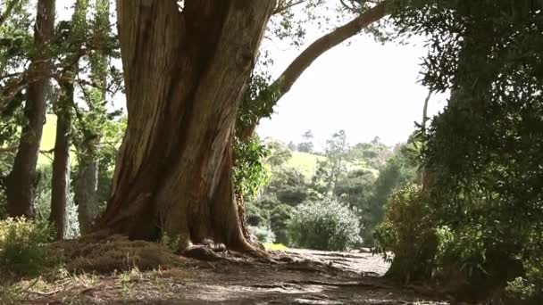 Floresta de pinheiros, vista panorâmica, treking e conceito de caminhadas, sendo ao ar livre, ecossistema — Vídeo de Stock