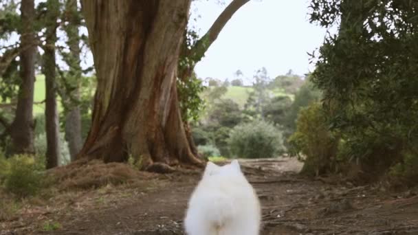 Portrait extérieur de chien blanc sur fond naturel, heureux chiot spitz japonais en bonne santé sur une promenade — Video