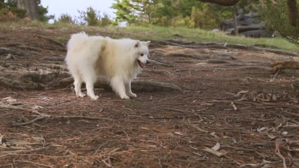 Doğal arka planda beyaz köpeğin açık hava portresi. Yürüyüşe çıkmış sağlıklı Japon köpek yavrusu. — Stok video