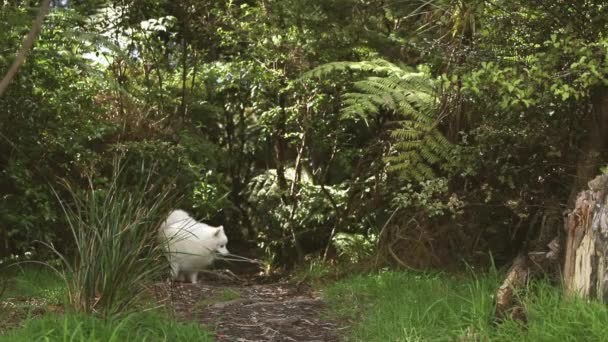 Outdoor portret van witte hond op natuurlijke achtergrond, gelukkig gezond japans spitz puppy op een wandeling — Stockvideo