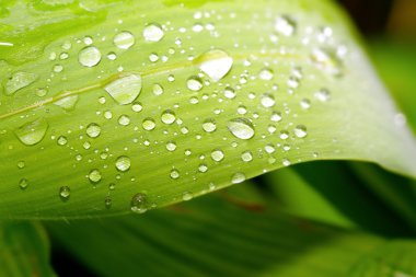 Su damlaları ile yeşil yaprağı kapat