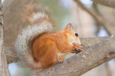 doğal zemin üzerine kırmızı sincap portre