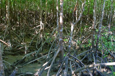 Mangrove Ormanı