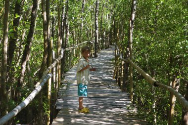 Çocuk mangrov orman
