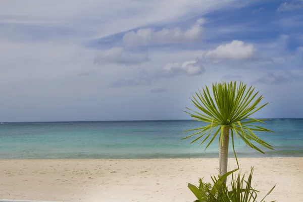 Tropisch landschap met palmbomen en blauwe lucht — Stockfoto