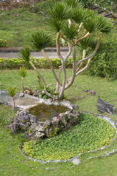 Árbol en el parque — Foto de Stock