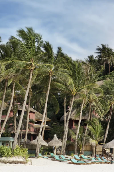 Тропический песчаный пляж с пальмами и стульями — стоковое фото
