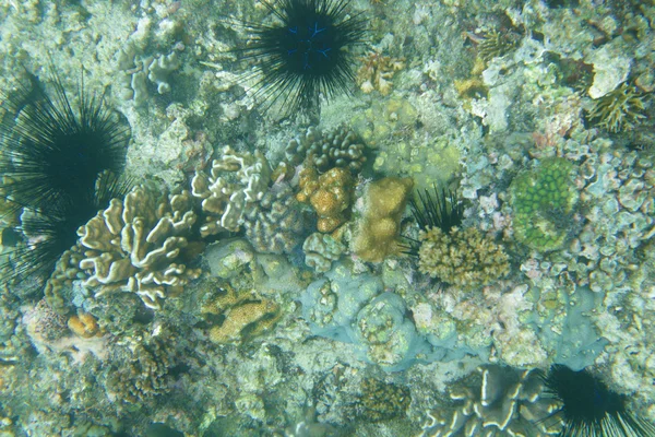 Bajo el agua mundo — Foto de Stock