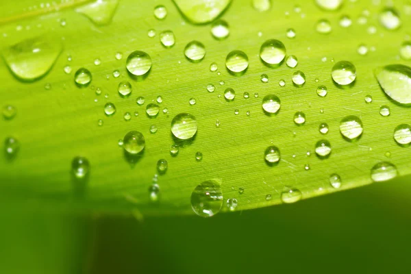 Primer plano de la hoja verde con gotas de agua —  Fotos de Stock