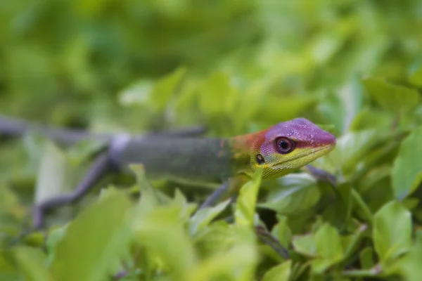 Groene gecko op natuurlijke achtergrond — Stockfoto