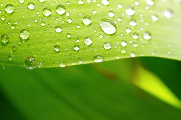 Закрыть зеленый лист каплями воды — стоковое фото