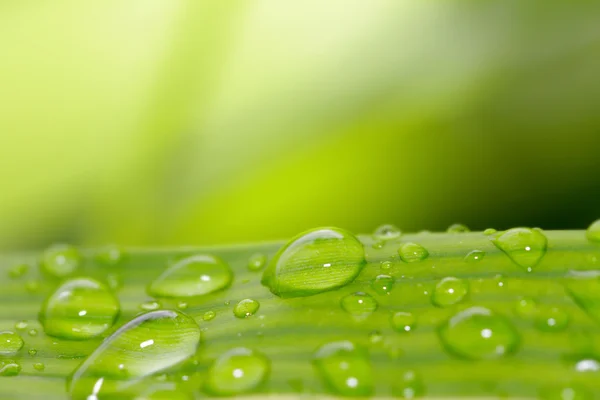 Primer plano de la hoja verde con gotas de agua —  Fotos de Stock
