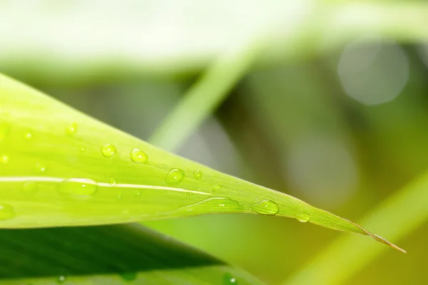 Primer plano de la hoja verde con gotas de agua — Foto de Stock