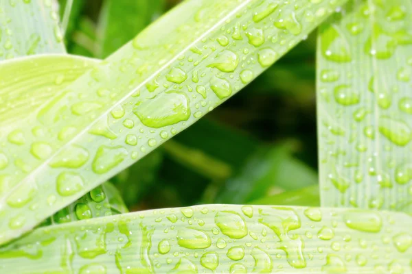 Zblízka zelený list s kapkami vody — Stock fotografie