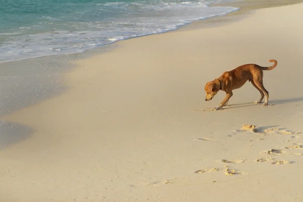 Hond spelen op strand — Stockfoto