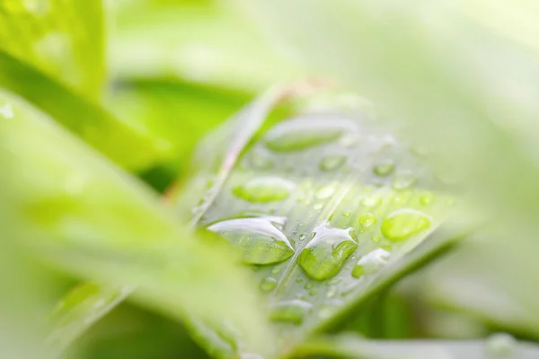 Zbliżenie zielonego liścia kroplami wody — Zdjęcie stockowe