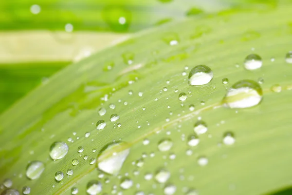 Close up of green leaf with water drops — Stock Photo, Image