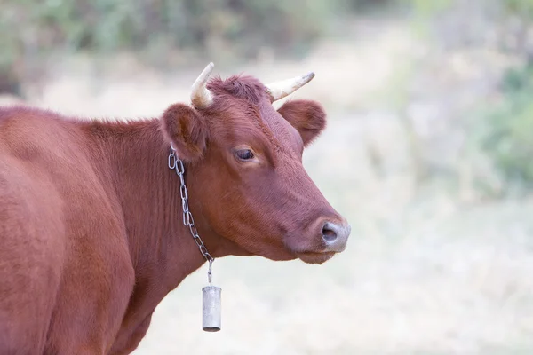 Cow on farmland, outdoor portrait — Stock Photo, Image