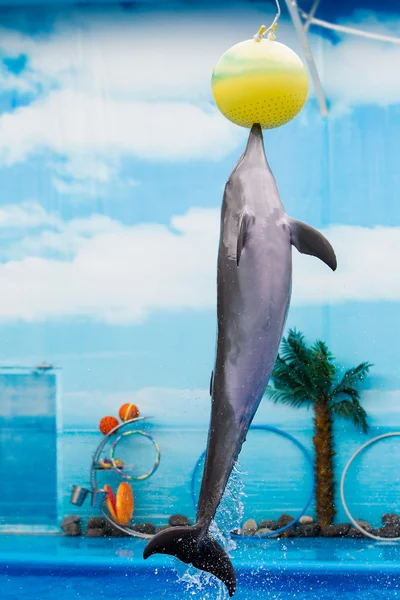 Delfín jugando con la pelota en el parque acuático, rendimiento, espectáculo —  Fotos de Stock
