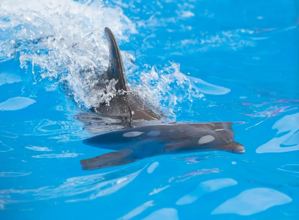 Jeu de dauphin dans un parc aquatique, performance, spectacle — Photo