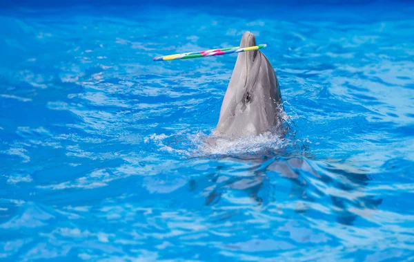 Дельфин играет в аквапарке, спектакль, шоу — стоковое фото