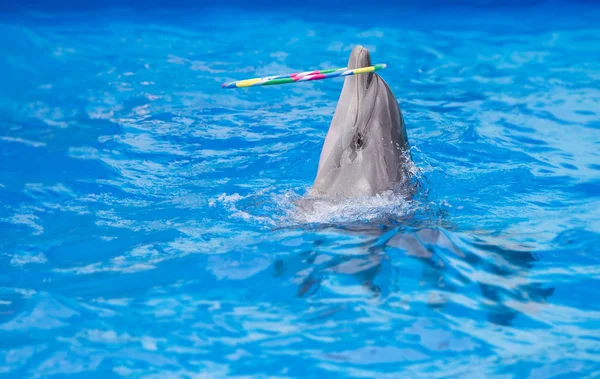 Jeu de dauphin dans un parc aquatique, performance, spectacle — Photo