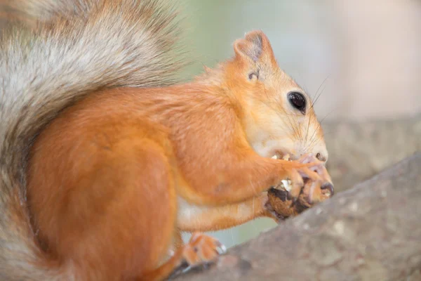 Red squirrel portrait on natural background — Stock Photo, Image