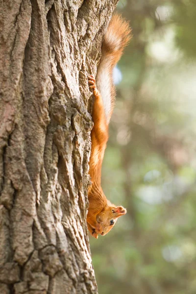 Red squirrel portrait on natural background — Stock Photo, Image