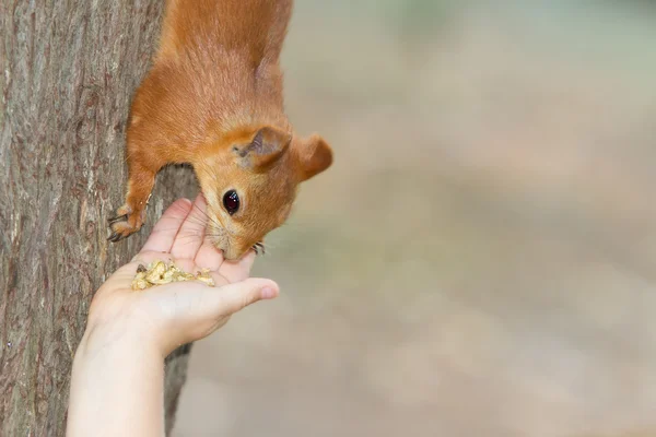 Child feeding red squirrel on natural background — Stock Photo, Image