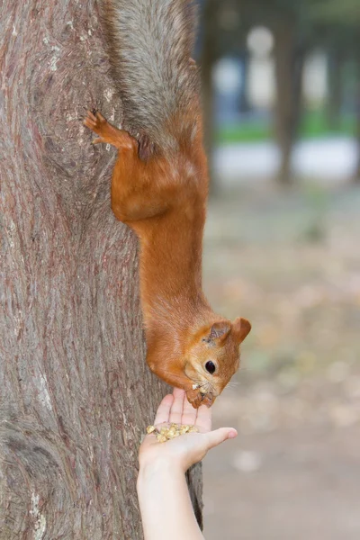 Child feeding red squirrel on natural background — Stock Photo, Image