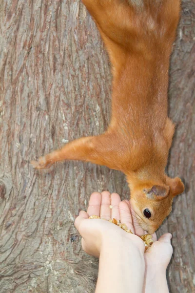 Child feeding red squirrel on natural background — Stock Photo, Image