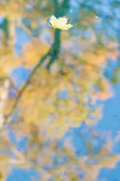 Herfst bomen weerspiegeling in water — Stockfoto