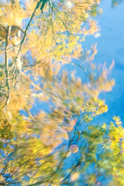 秋の木の反射水で — ストック写真