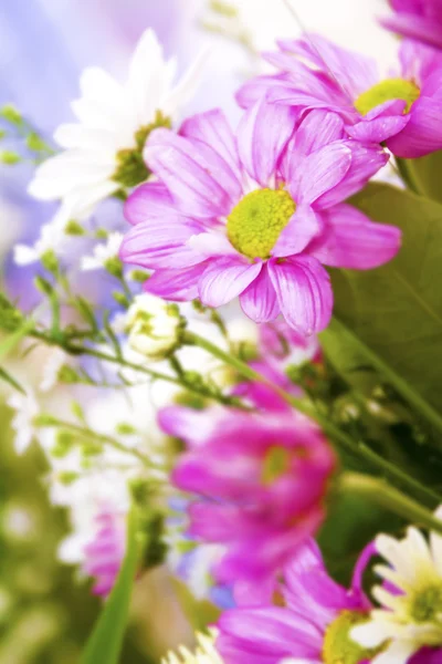 Rote Blütenblätter, Makro auf Blume, schöner abstrakter Hintergrund — Stockfoto