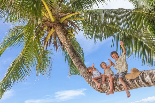 Happy children - boy and girls - sitting on palm tree, tropical — Stock Photo, Image